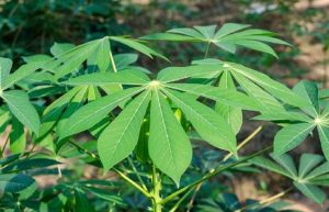 Daun Singkong/Ubi