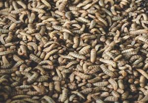 Maggot