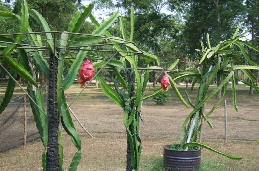 Manfaat Buah Naga Merah, Handal untuk Atasi Sembelit