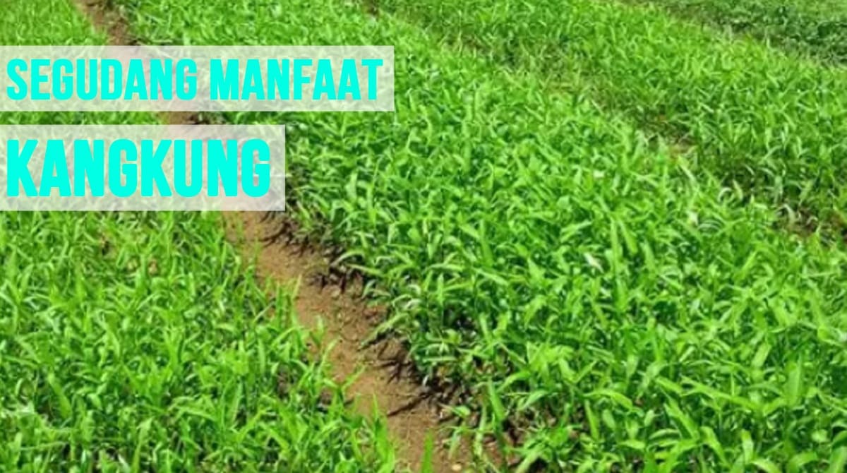 Sayur Yang Merakyat Satu Ini Ternyata Menyimpan Banyak Manfaat