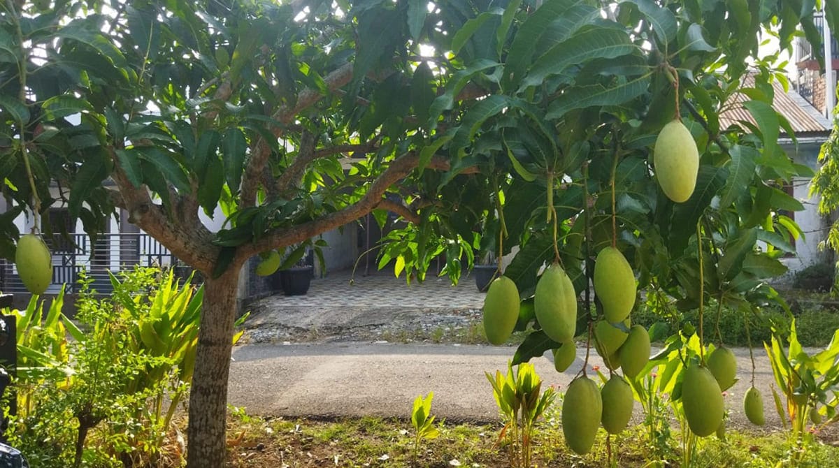 Mangga Bengkulu, salah satu varietas Mangga Berbuah Tidak Kenal Musim.