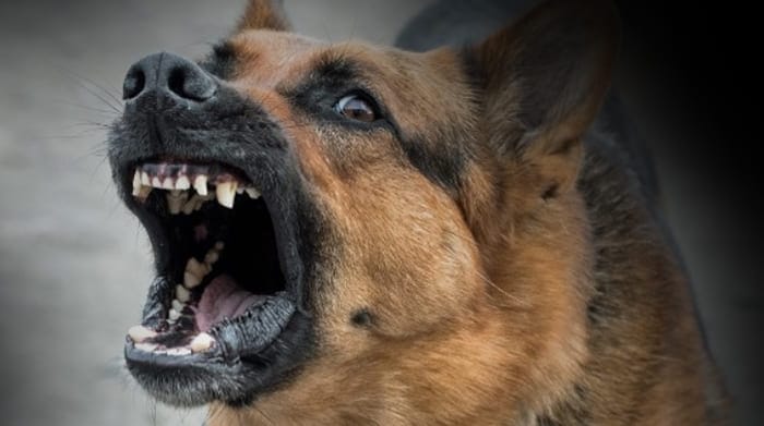 Di Hari Rabies Sedunia, mari kita kenali 7 Ciri-ciri Rabies pada Anjing.