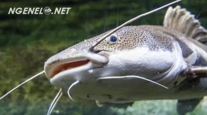 Yuk, Kenali Kandungan Super Ikan Lele dan Manfaat Ajaibnya!