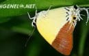 Gita Persada Butterfly Park: A Natural Haven in Lampung's Lap