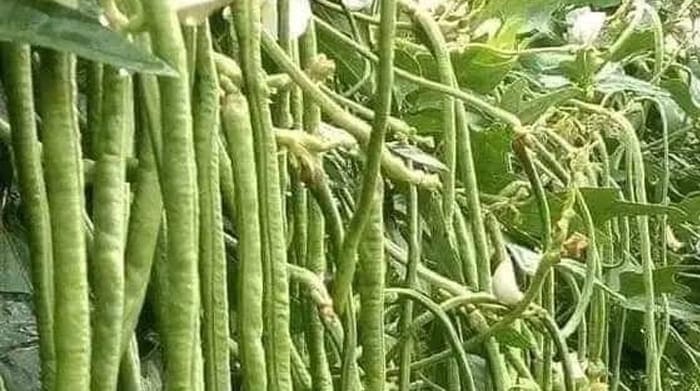 Manfaat Kacang Panjang, Kandungan Nutrisi Tinggi dan Cara Konsumsi