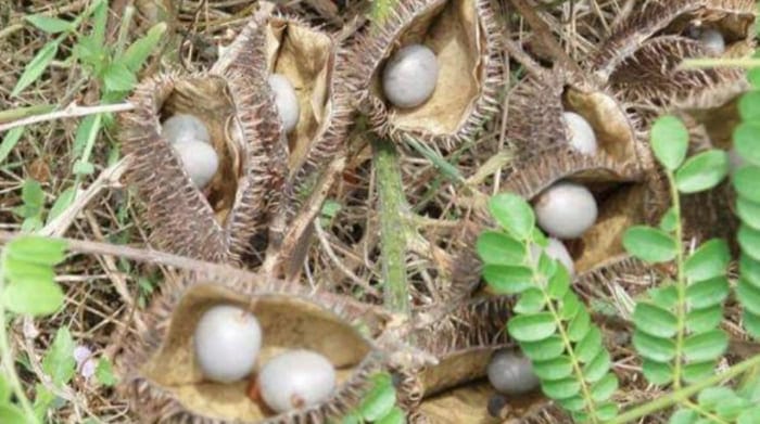 Hanya Ada di Bengkulu Selatan, Buah Ajaib "Kebiul" Penyembuh Rahasia yang Langka