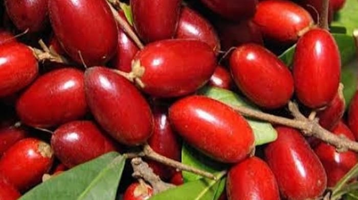 Dapatkan 10 Manfaat Dari Rasa Hingga Kesehatan hanya di Buah Ajaib Miracle Fruit.