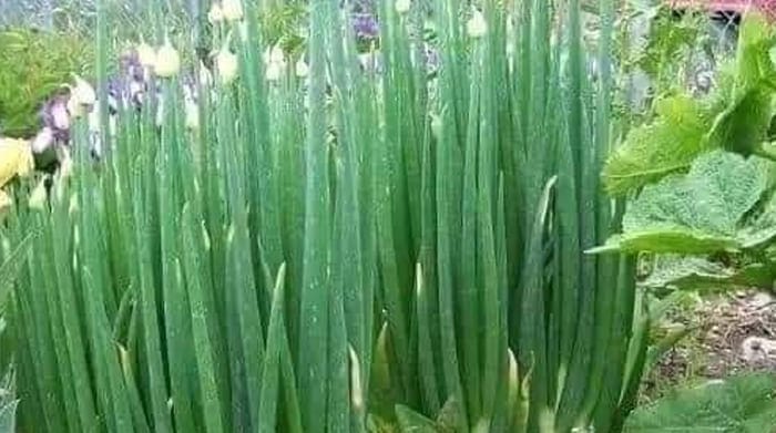Manfaat Daun Bawang Untuk Kesehatan