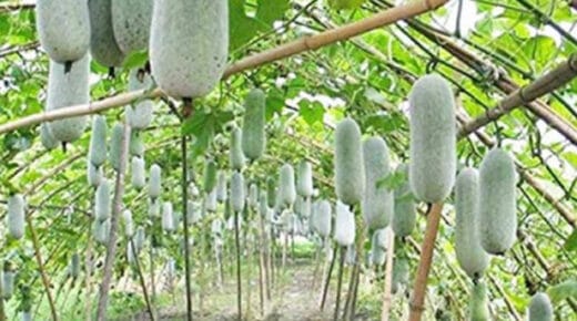 Kandungan, manfaat, rasa dan cara konsumsi buah kundur, buah yang memiliki nama lain beligo, blonceng, kundur batang, kondur, dan lela.
