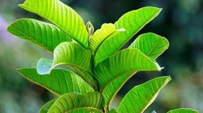 Dapatkan Manfaat Daun Jambu Biji untuk Kesehatan anda.