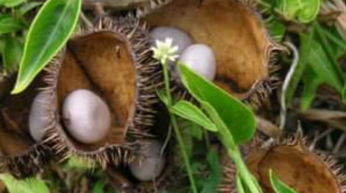 Buah Kebiul