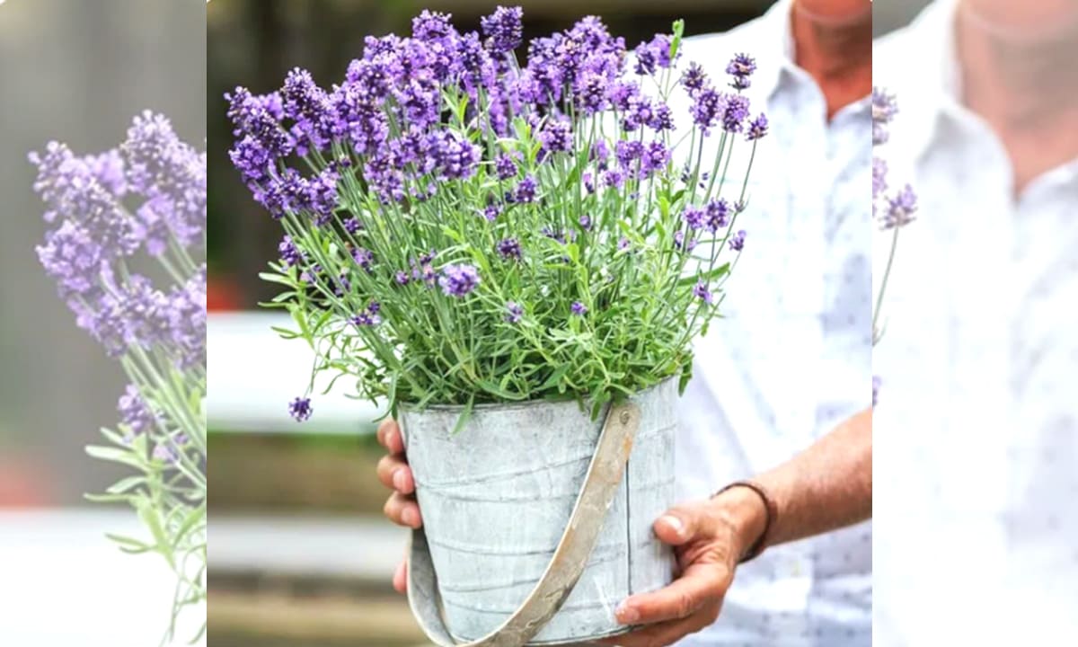 Lavender (Lavandula Angustifolia) adalah salah satu tanaman anti polusi yang baik untuk menjaga kualitas udara.