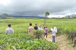 Hanya 1 Jalur, Ini Jalur Keluar - Masuk Objek Wisata Kebun Teh Kabawetan Selama Libur Lebaran