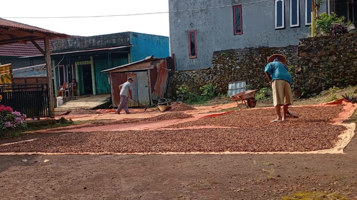 Pemerintah Kabupaten Kepahiang secara resmi menegaskan kembali larangan jual beli kopi basah. Tampak warga sedang menjemur hasil panen kopi. Foto-Ngenelo.net
