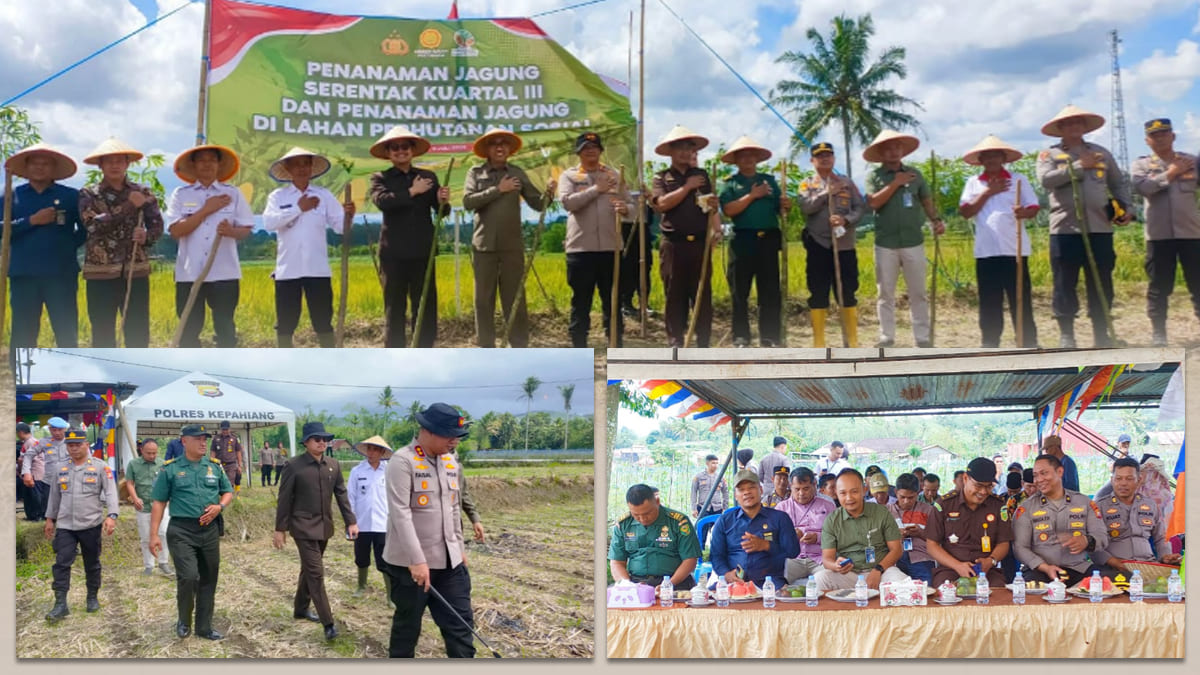 Penanaman Jagung Serentak di Desa Suro Lembak.