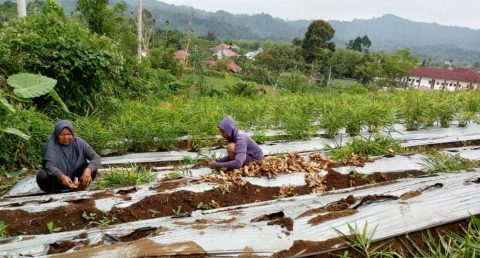 Panen Gagal, Petani di Kepahiang Malah Terintimidasi PPL