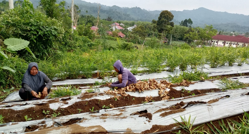 Panen Gagal, Petani di Kepahiang Malah Terintimidasi PPL