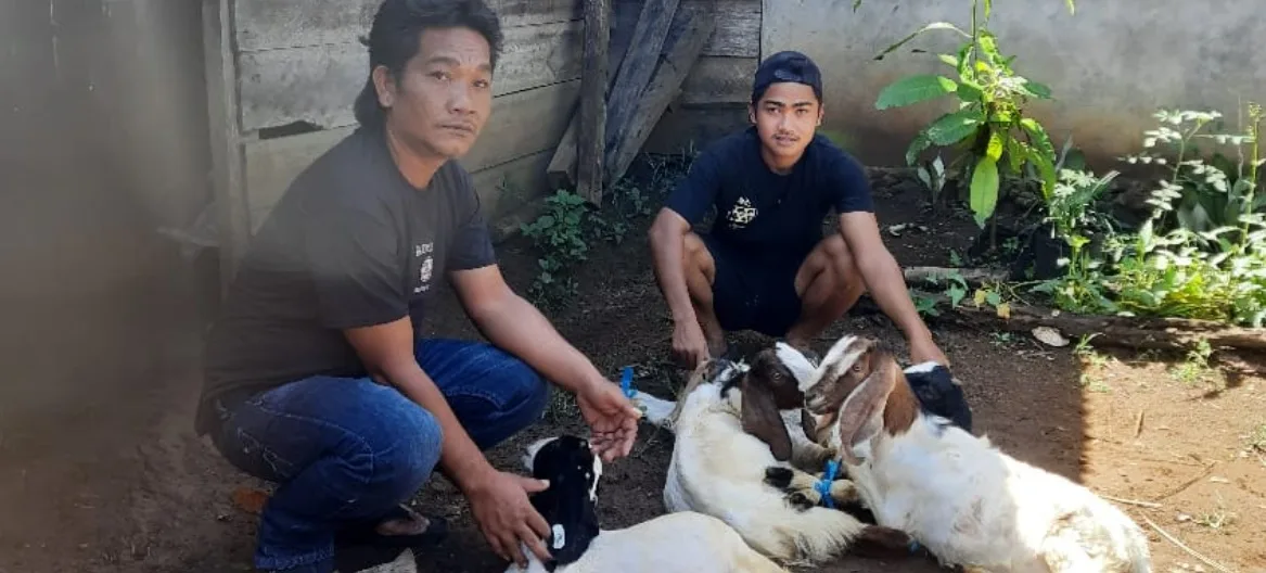 Ciptakan Ketahanan Pangan Nyata, Ini Pola Penggemukan Kambing di Desa Temdak Kepahiang