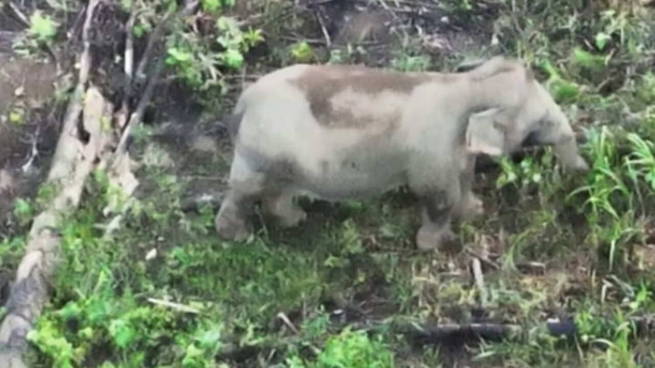 Gajah Sumatera Bengkulu Terdeteksi Drone Thermal