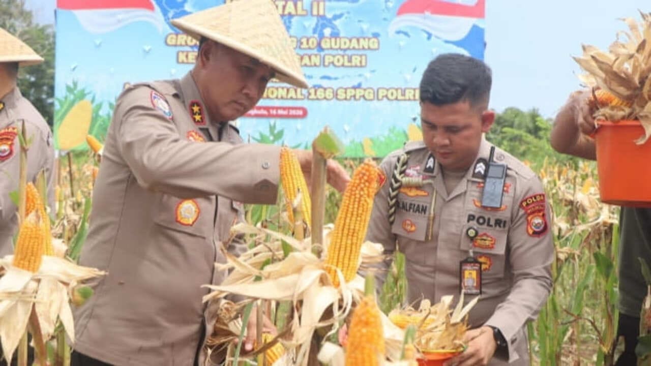 Kapolda Bengkulu Ikuti Panen Raya Jagung Serentak Bersama Presiden RI, Tegaskan Dukungan Ketahanan Pangan