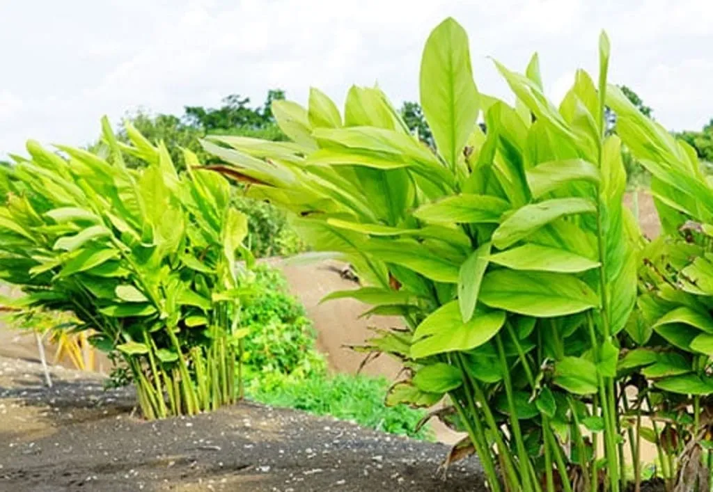 Batuk? Ternyata Ini Obatnya...