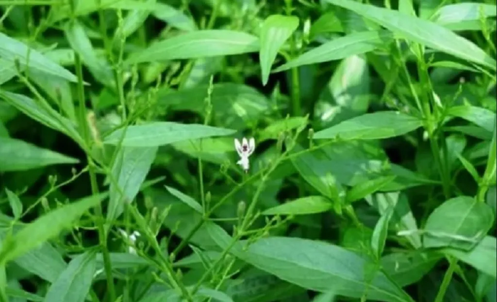 7 Manfaat Sambiloto untuk Kesehatan Tubuh