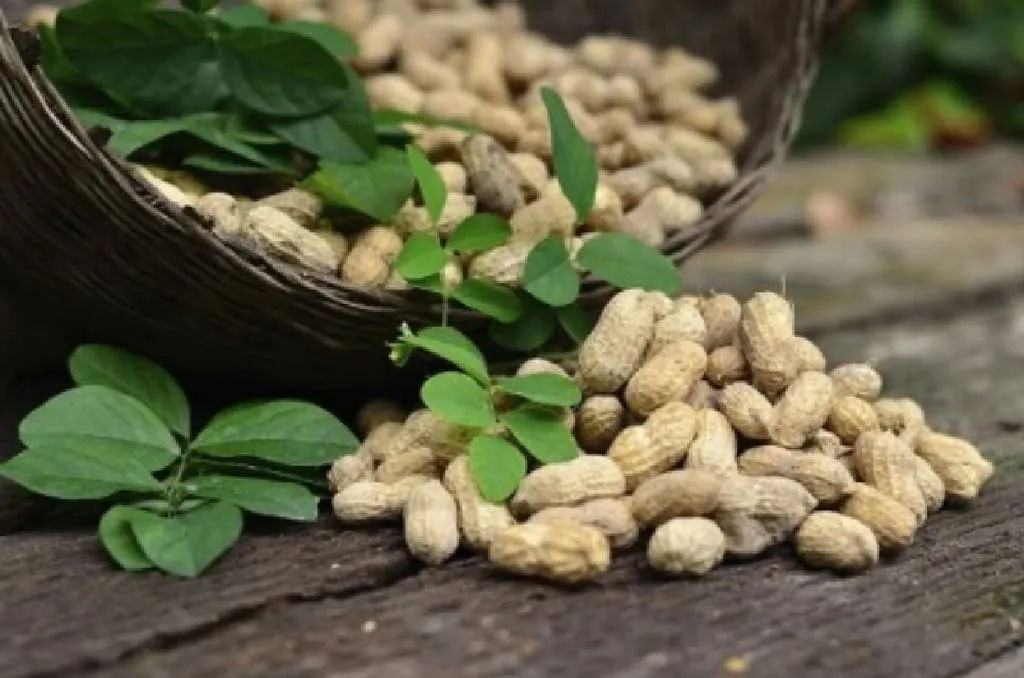 Manfaat Kacang Tanah untuk Kesehata