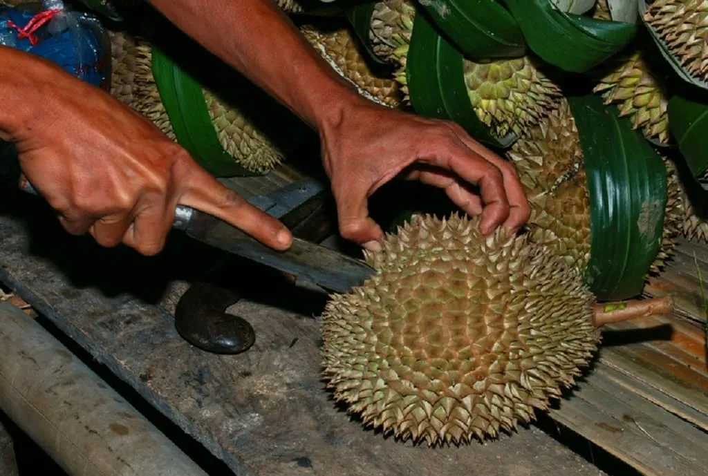 Raja dari segala buah, buah Durian. (foto: wikipedia)