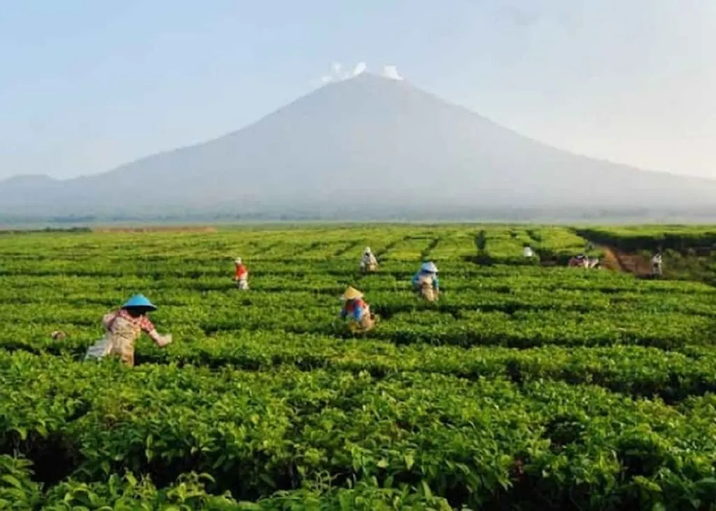 Perkebunan Teh Kayu Aro