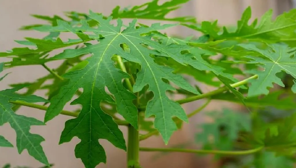 Manfaat Daun Pepaya Untuk Kesehatan Tubuh, Ini Cara Konsumsi yang Tepat