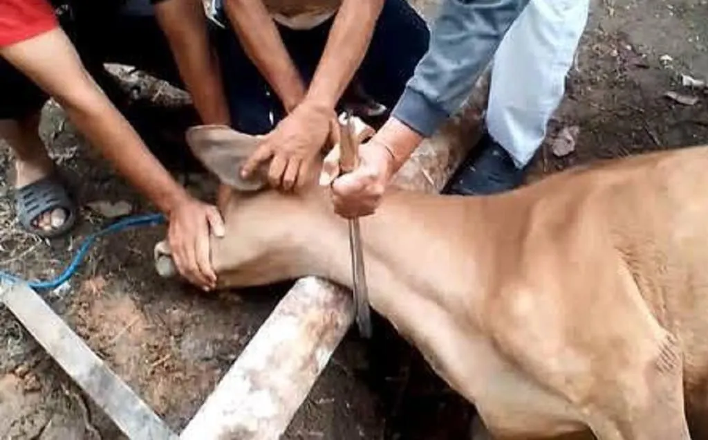 Ternyata Ini Perbedaan Kurban dan Aqiqah