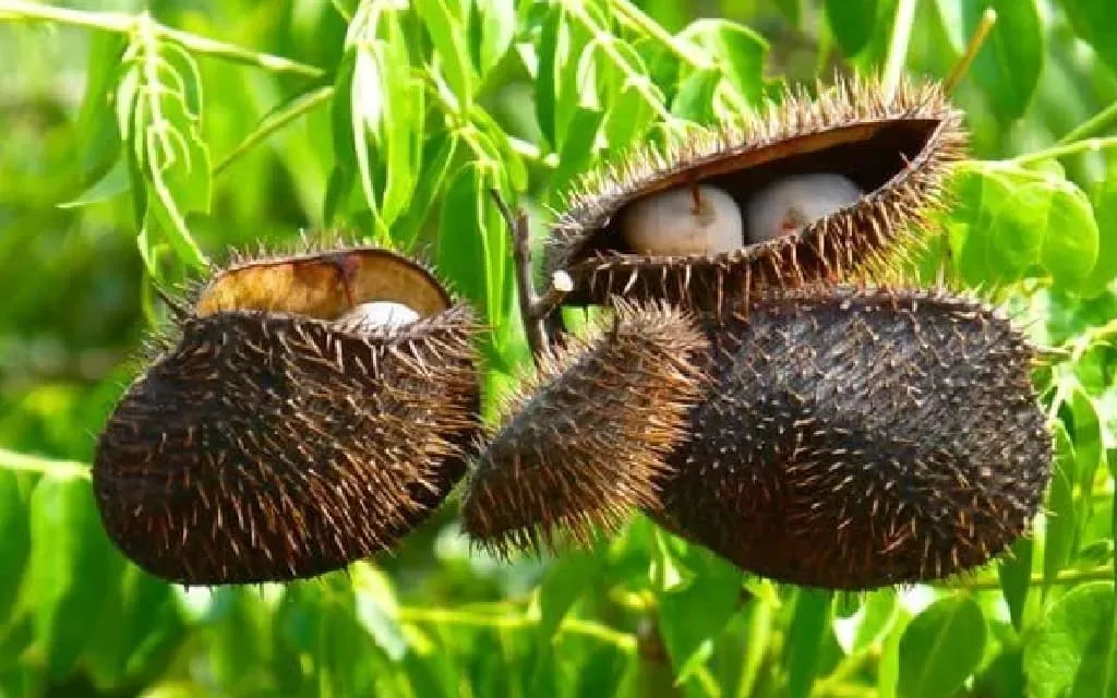 Buah Kebiul, Buah Berkhasiat Namun Langka