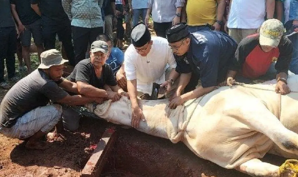 Ini Hukum Berkurban, Syarat dan Tata Caranya