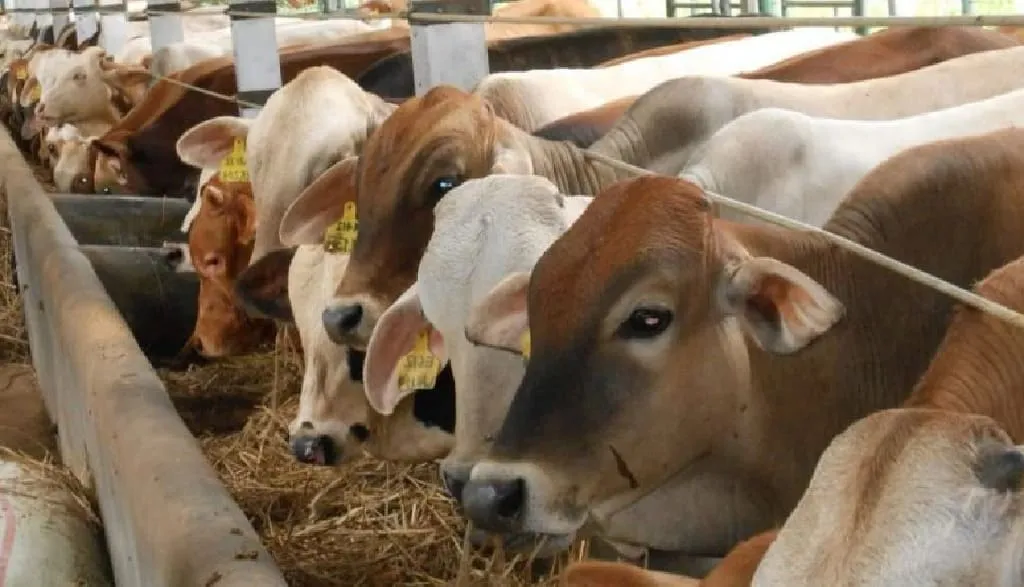 Makna Serta Awal Mula Kurban