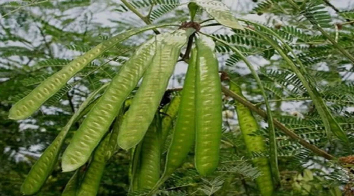 Cara Mengolah Petai Cina, Dapat Diolah Menjadi Berbagai Macam Hidangan