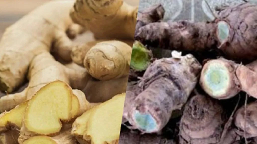 Harus Tahu, Ini Perbedaan Temu Lawak dan Temu Ireng