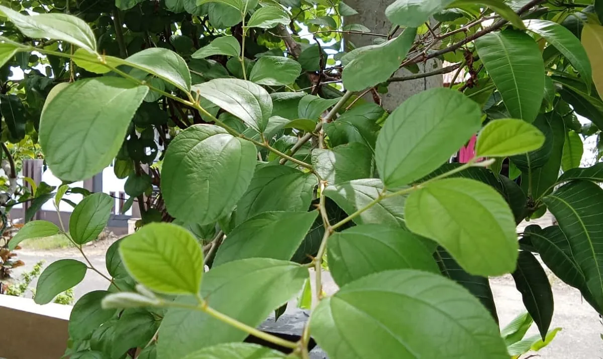 Manfaat Daun Bidara untuk Kesehatan Tubuh