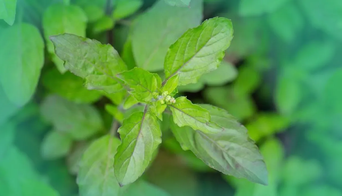 Banyak yang Belum Tahu, Ini Manfaat Daun Ruku-Ruku untuk Kesehatan