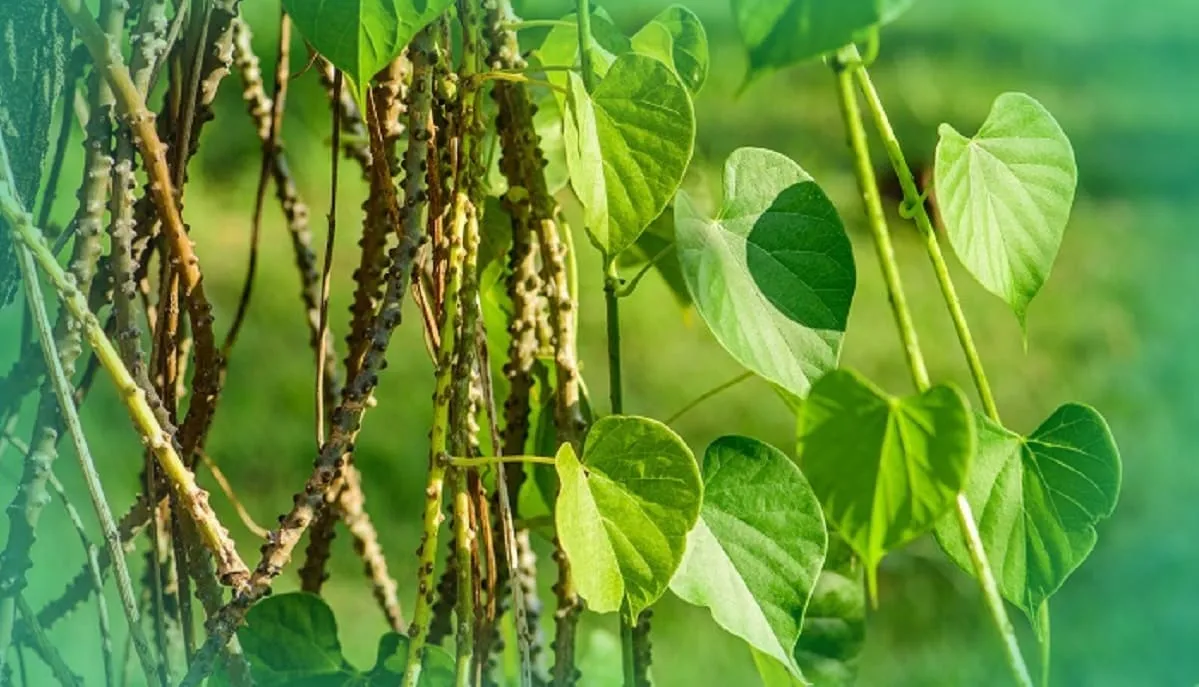 Ternyata Ini Manfaat Brotowali Untuk Kesehatan, Berikut Cara Konsumsinya