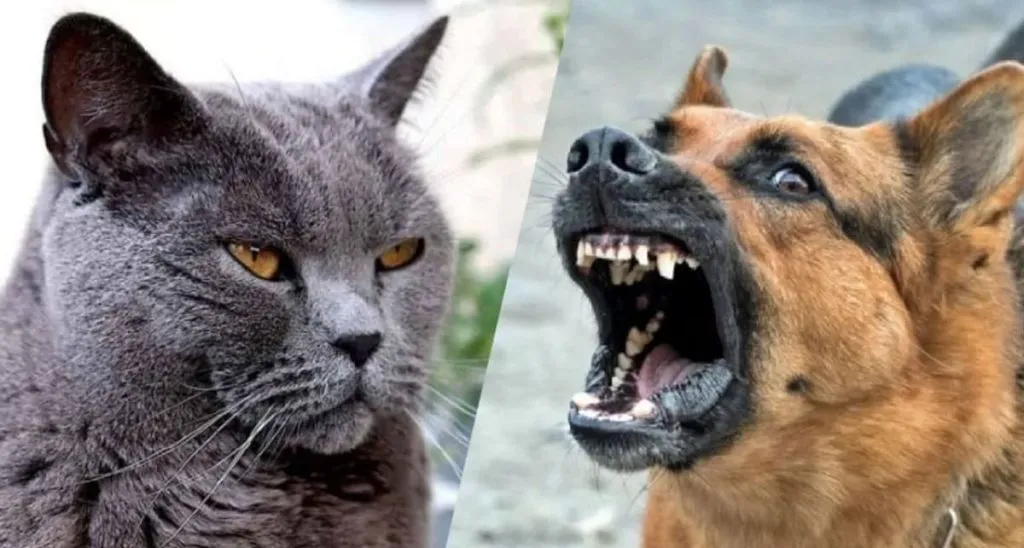 Vaksin Rabies, Kapan dan Mengapa Harus Diberikan Pada Hewan Peliharaan?