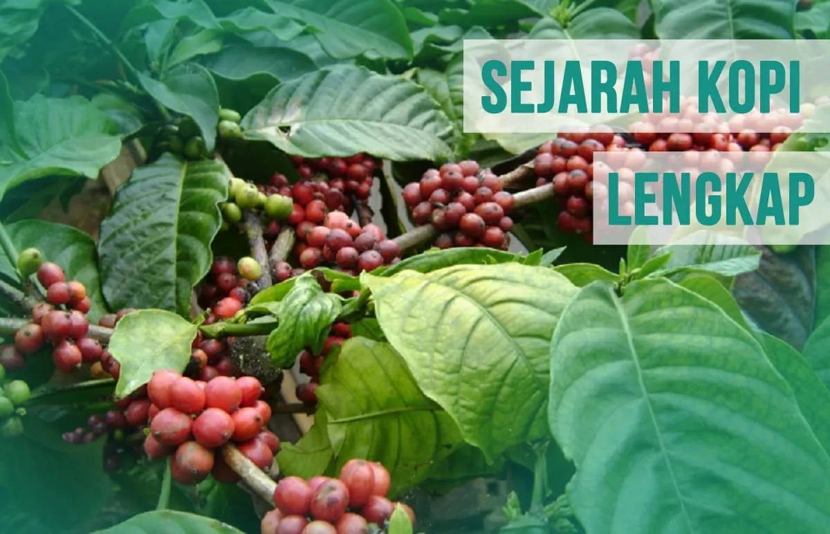 Sejarah Kopi Lengkap, Ternyata Bukan dari Indonesia