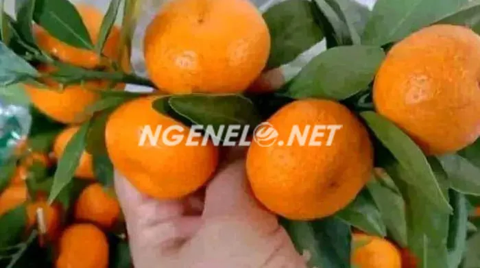 9 Trik Jitu Menanam Jeruk di Halaman Rumah, Buah Lebat Sepanjang Tahun