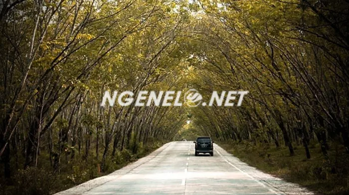 Rugi Tak Kesini!! Kebun Karet Trikora, Seperti Sedang di Korsel