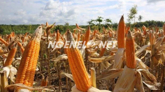 Bijinya yang Berbicara, Memahami Jenis Jagung Menurut Warna dan Penggunaannya