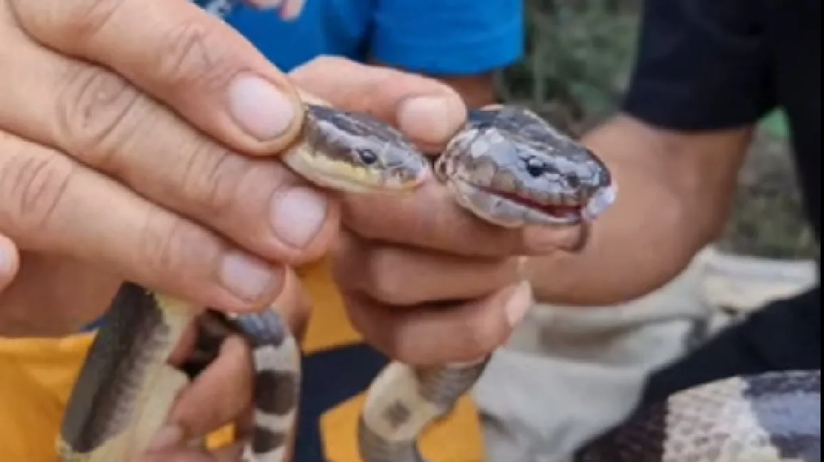 BAHAYA! Kenali Ular Welang, Jika Tergigit JANGAN Lakukan Hal Ini