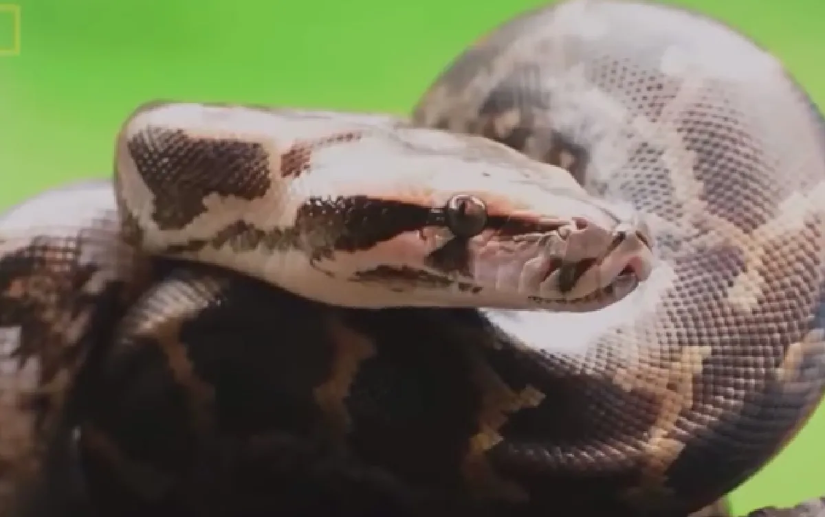 AWAS! Lakukan Segera 8 Langkah Ini Jika Dipatuk Ular, Hindari juga 5 Hal