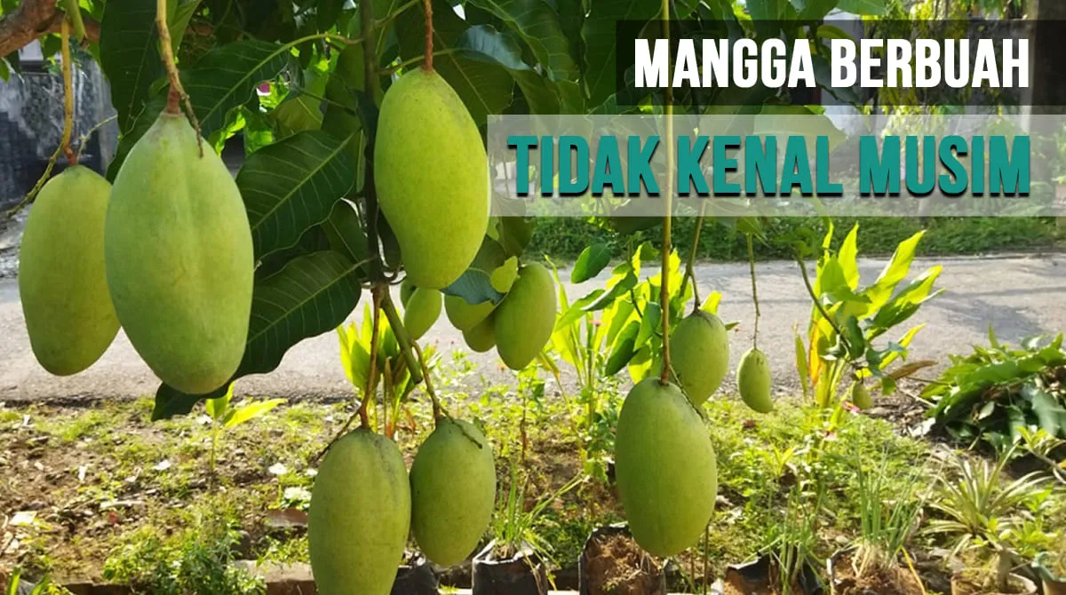 Mangga Bengkulu, salah satu varietas Mangga Berbuah Tidak Kenal Musim, namun perlu diterapkan beberapa langkah perawatan.