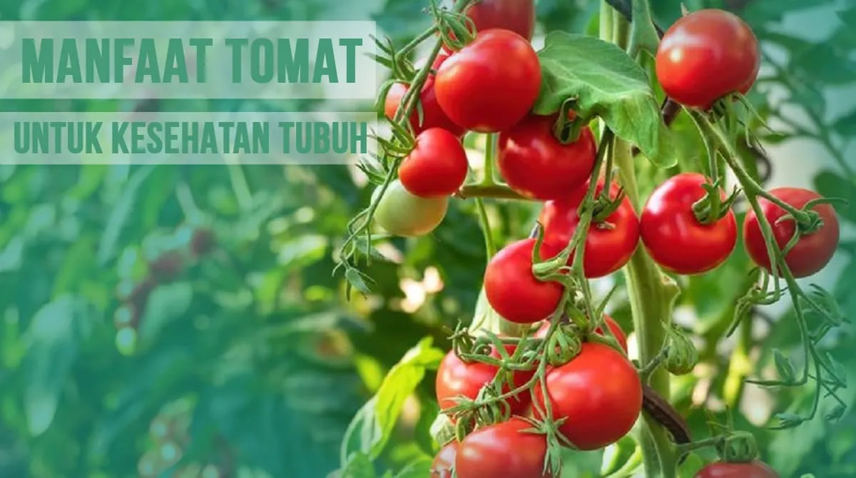 Ternyata selain untuk kesehatan mata, ini segudang manfaat tomat lainnya.