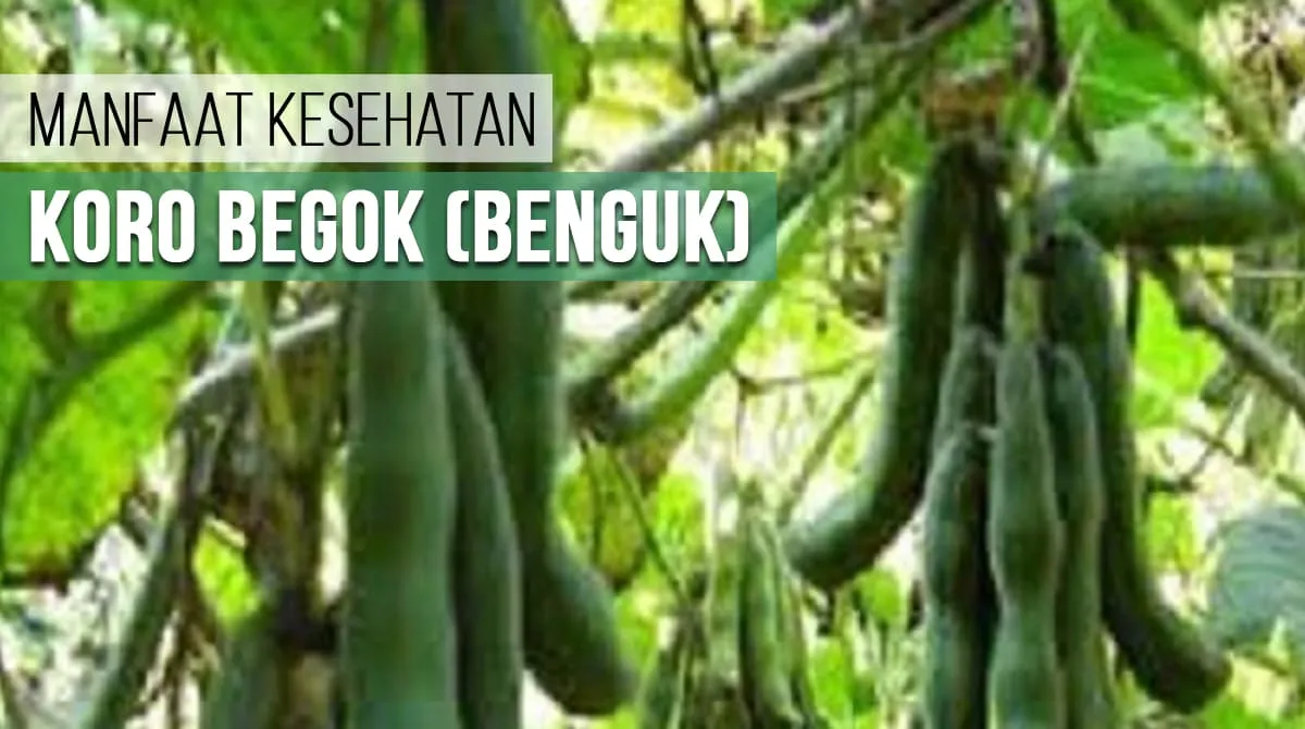 Manfaat Kesehatan Koro Begok (Benguk), Ini Pasaran Harganya