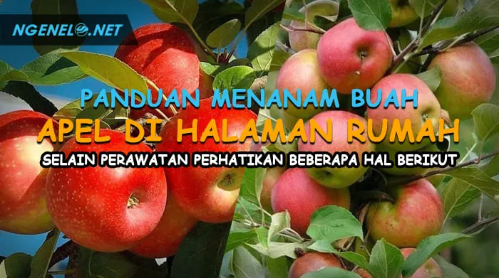 Panduan Menanam Buah Apel di Halaman Rumah, Selain Perawatan Perhatikan Beberapa Hal Berikut